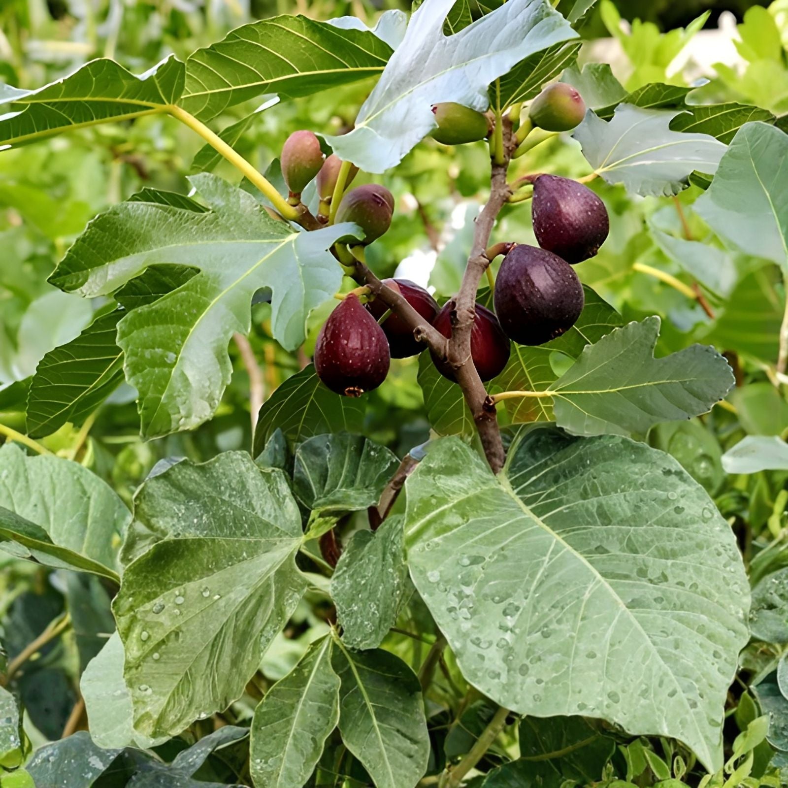 Fig Tree Cuttings 9 Varieties including Gen Nero & Longue D'Aout for Propagation Ficus carica Gardening