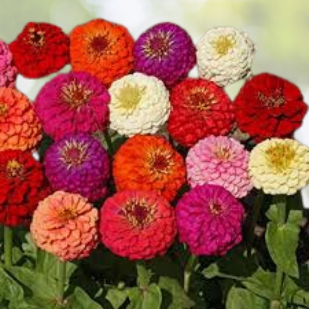 Merlot Zinnia Mix Seeds 100 Organic Flower Seeds Zinnia elegans USA Grown