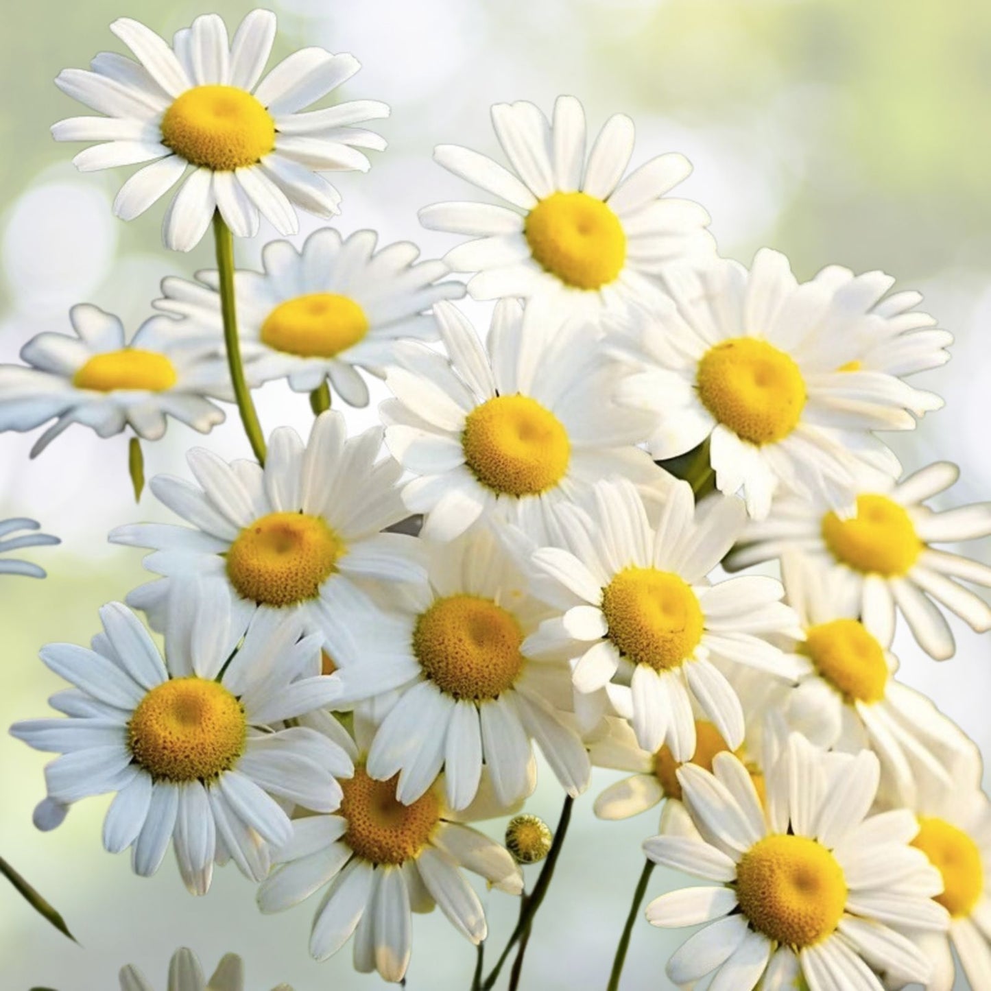 Alaska Shasta Daisy Seeds - 500+ Hardy Perennial Garden Flowers - Leucanthemum × superbum