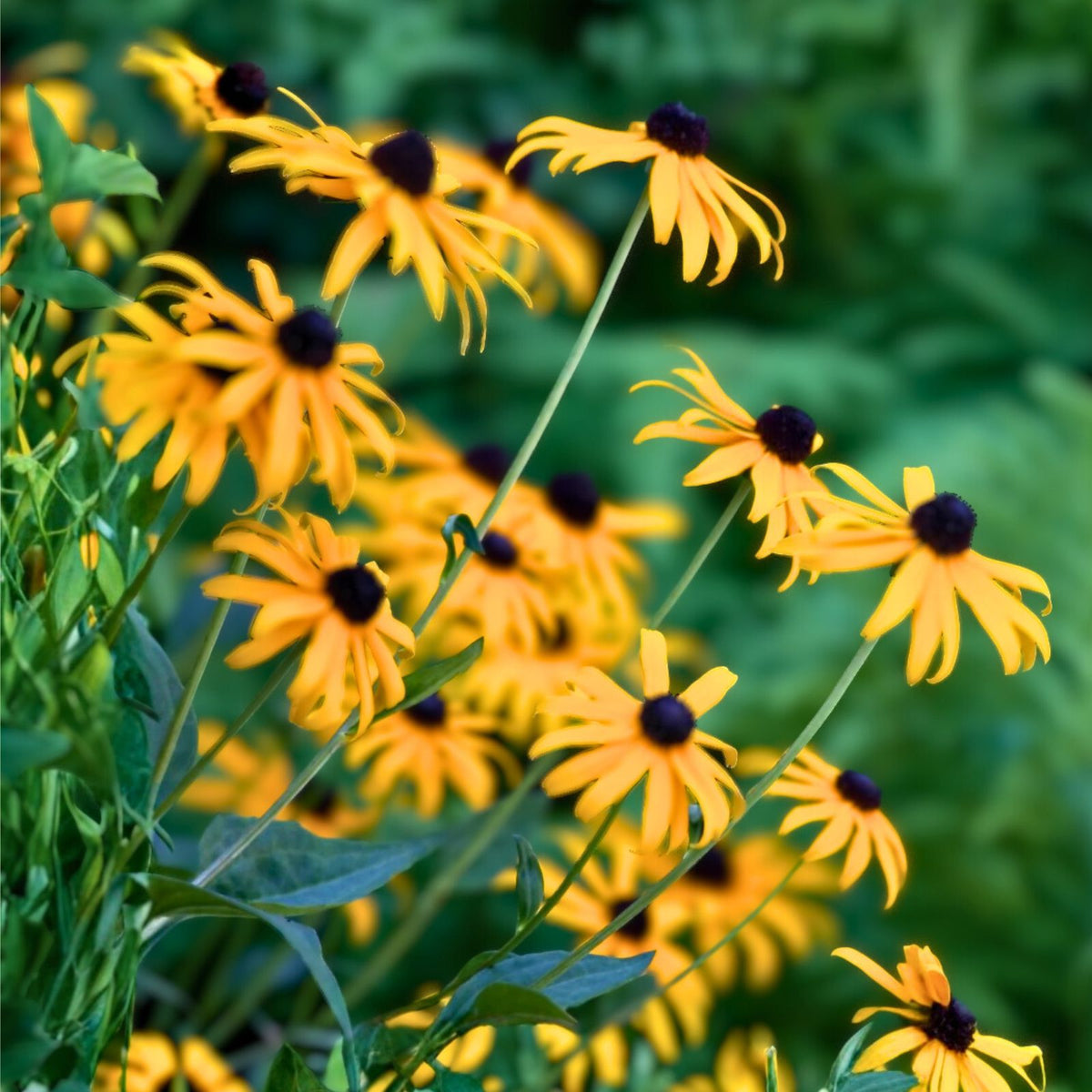 Black-Eyed Susan Perennial Plant Transplants 50 Bare Root Plugs Rudbeckia hirta Organic Pesticide Free