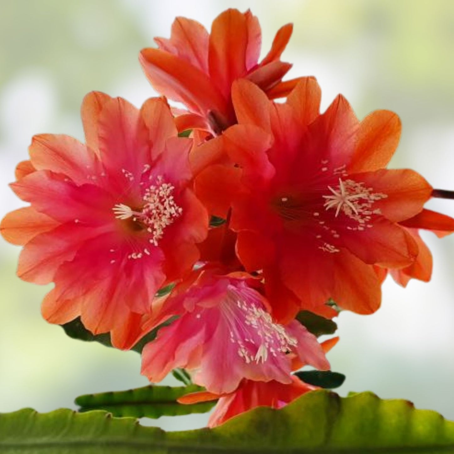 Kiwi Nicky Lynette Epiphyllum Unrooted Cuttings 8-10 Inches Succulent Plant Propagation