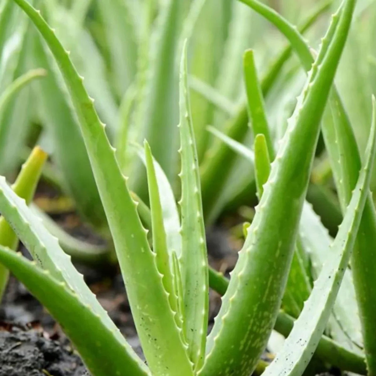 Aloe-Vera-Live-Plant-in-4-Inch-Pot-Easy-to-Grow-Succulent-Aloe-barbadensis-miller