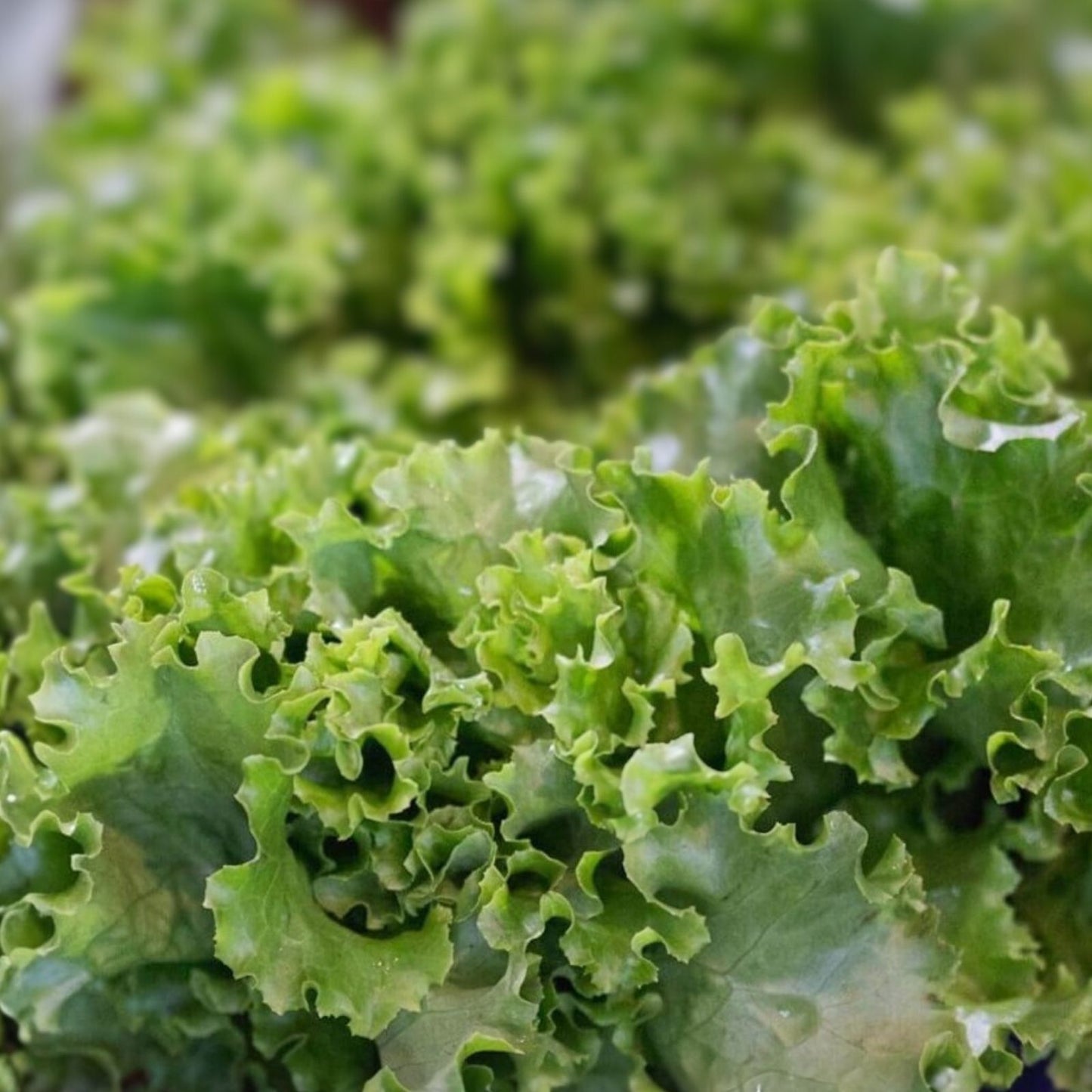 Lettuce Seeds 50+ Heirloom Grand Rapids Leaf Non-GMO for Home Garden Lactuca sativa