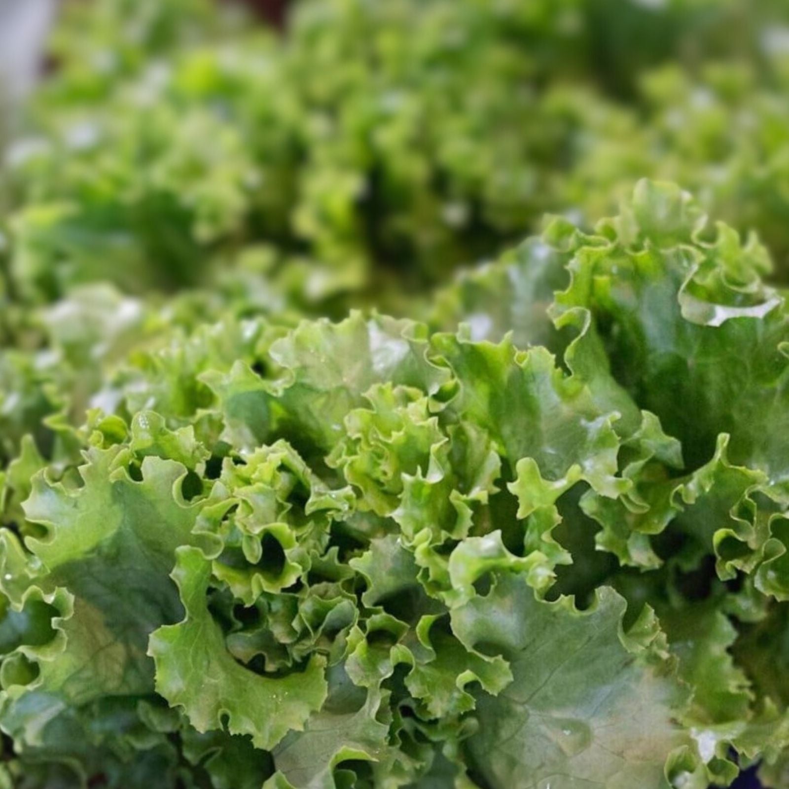Lettuce Seeds 50+ Heirloom Grand Rapids Leaf Non-GMO for Home Garden Lactuca sativa