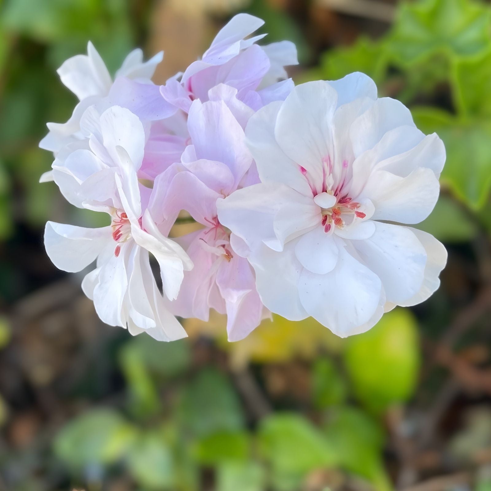 White Pink Pelargonium Peltatum Trailing Ivy Geranium Live Plant 2x6" Cuttings Indoor Outdoor Decorative Plant