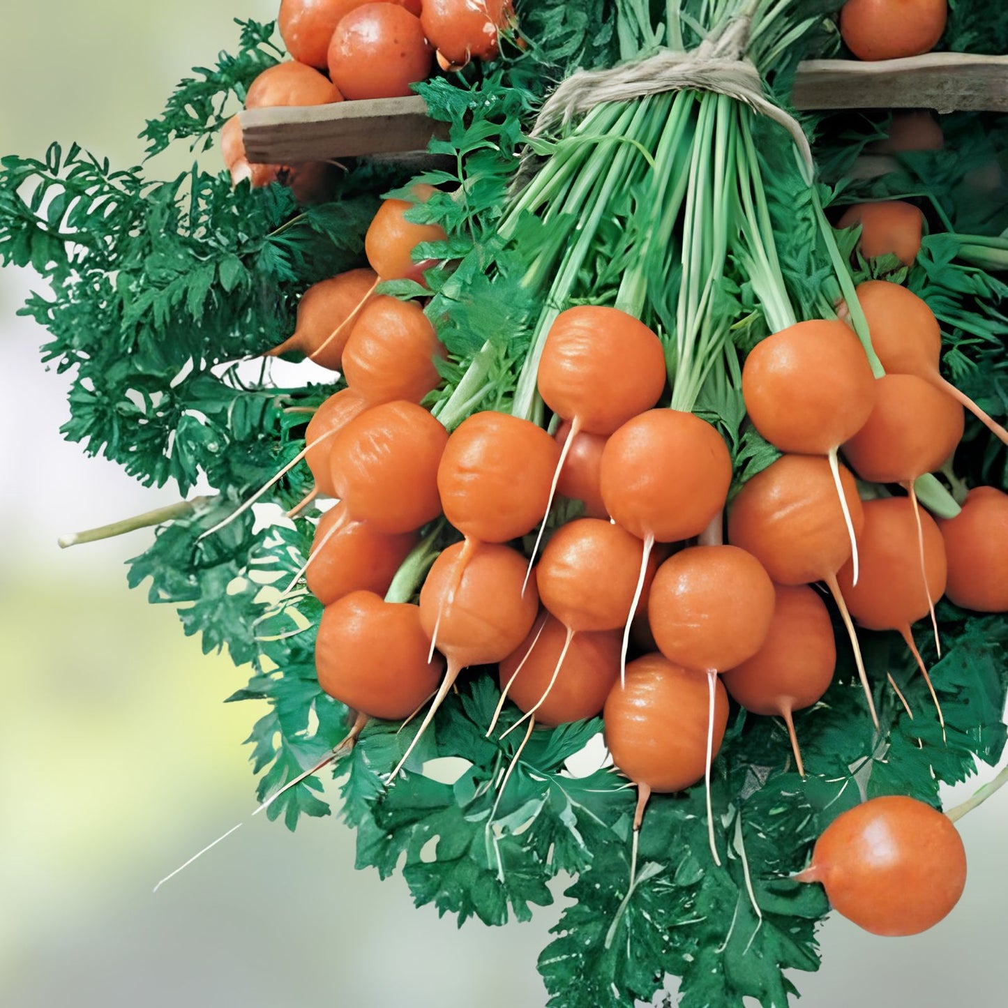 Round Parisian Carrot Seeds – Heirloom Non-GMO Vegetable Seeds, Daucus carota, 100+ Seeds