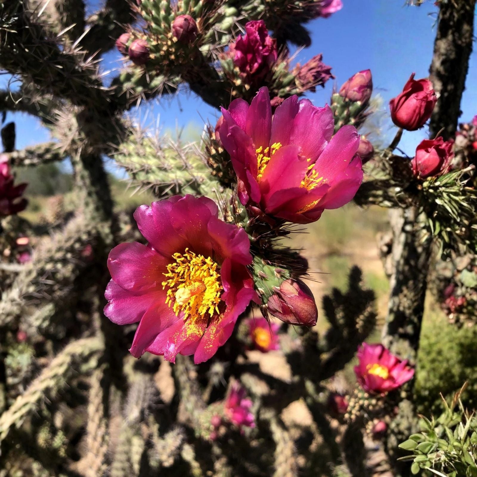 Cylindropuntia Spinosior Cholla Cactus Cuttings 3-Pack – Dwarf Pinaleno Mountains AZ Variety for Gardening and Landscaping