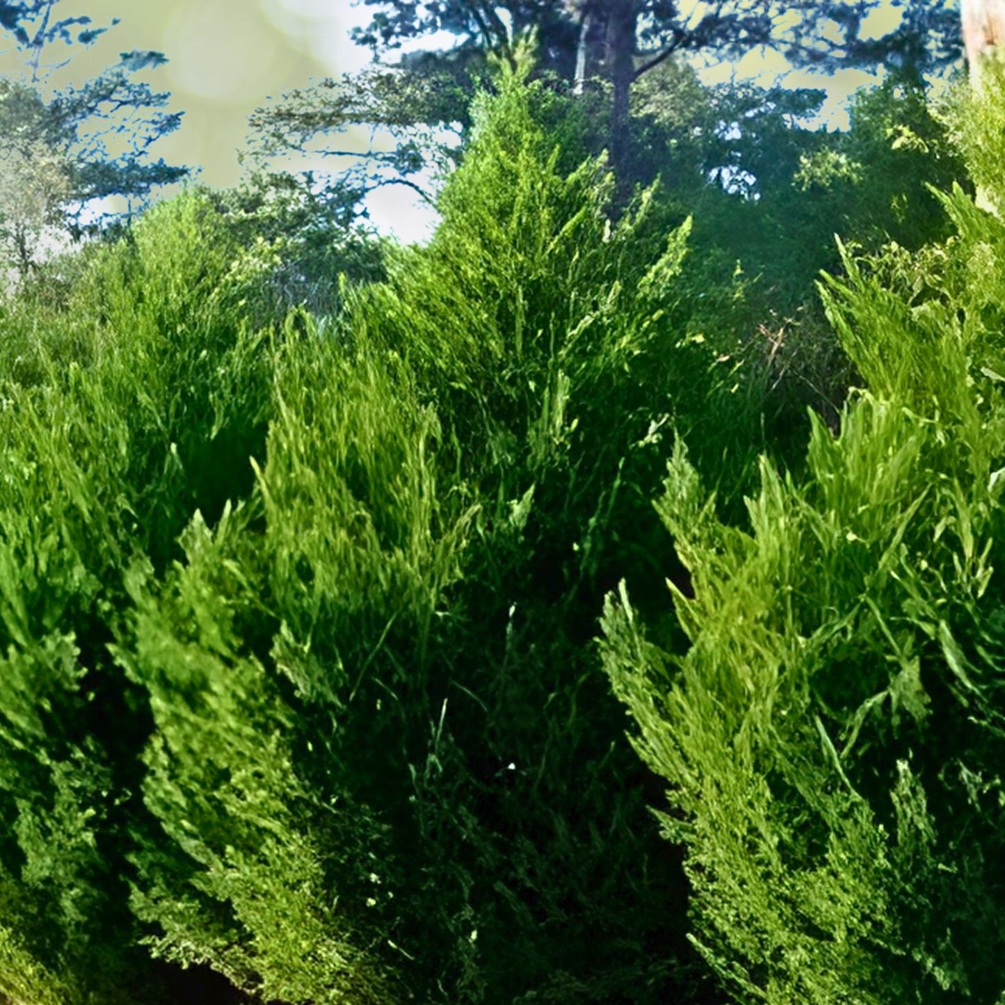 Leyland Cypress Trees - 30 Bare Root Starter Plants - Fast Growing Evergreen Hedge - Cupressocyparis leylandii - Zones 5-9