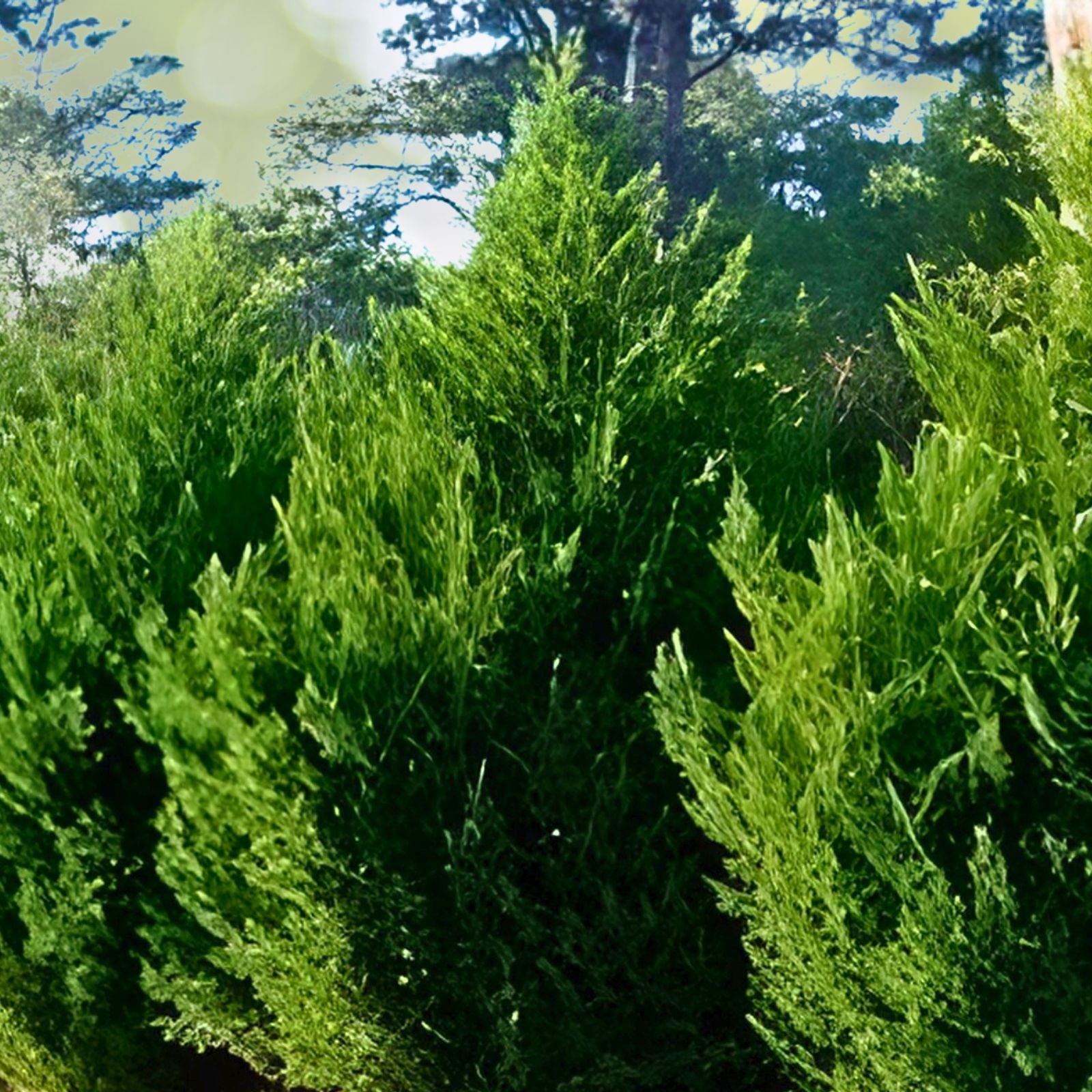 Leyland Cypress Trees - 30 Bare Root Starter Plants - Fast Growing Evergreen Hedge - Cupressocyparis leylandii - Zones 5-9