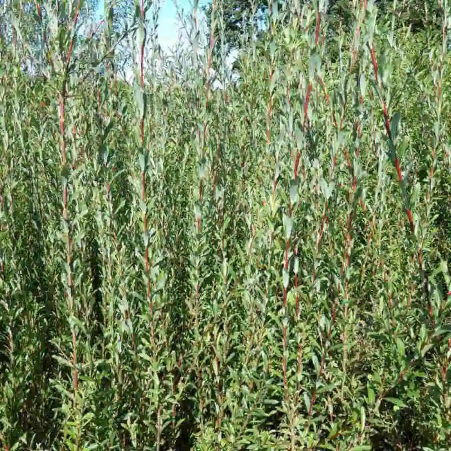 Dark Dicks Willow Cuttings - Basket Willow Salix Purpurea for Garden Displays - Ornamental Shrubs and Live Planting Material