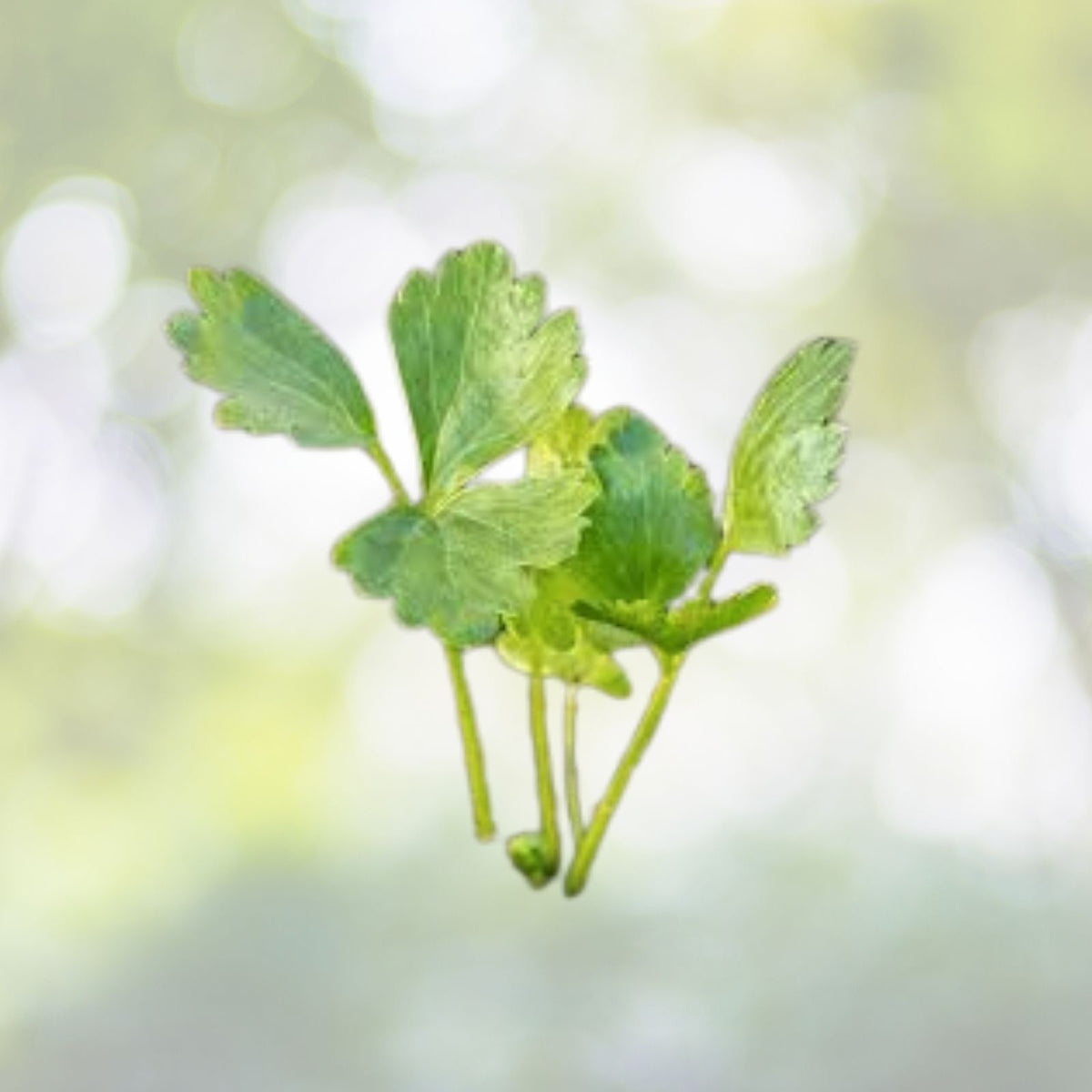 Tall Utah Celery Seeds | Non-GMO Heirloom | Fresh Garden Seeds | Apium graveolens