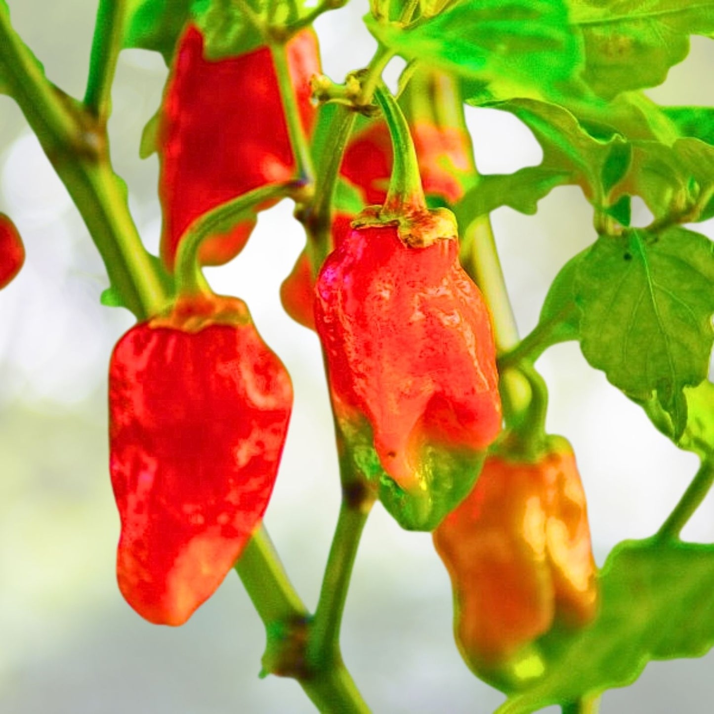 Live Carolina Reaper Pepper Plants 2 in 1 Pot Super Hot Pepper Capsicum chinense