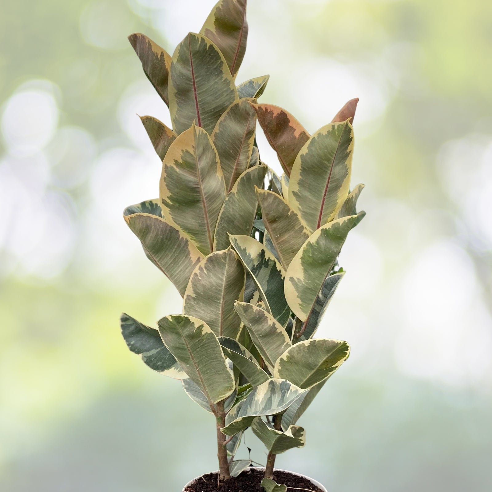 Ficus Tineke Double Stem Plant - Variegated Elastica Rubber - 3 Gallon Pot - Ficus elastica