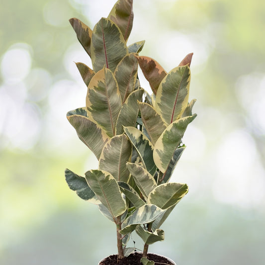 Ficus Tineke Double Stem Plant - Variegated Elastica Rubber - 3 Gallon Pot - Ficus elastica