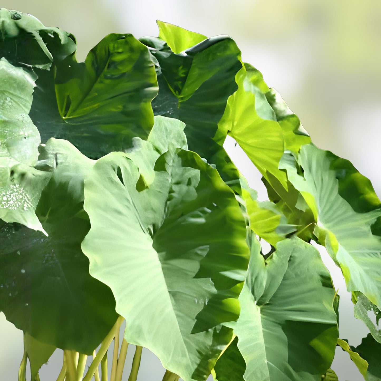 Jumbo Elephant Ear Bulbs 3 Pack | Tropical Colocasia Esculenta Plant Bulbs for Garden Landscaping