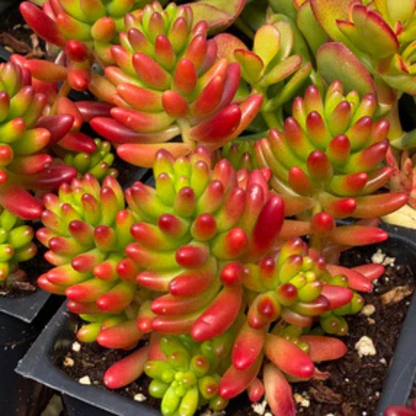 Succulent Cuttings 6 Variegated Sedum Rubrotinctum ‘Pork & Bean’ Jelly Beans, Live Plant Propagation, Easy Care Succulent Collection