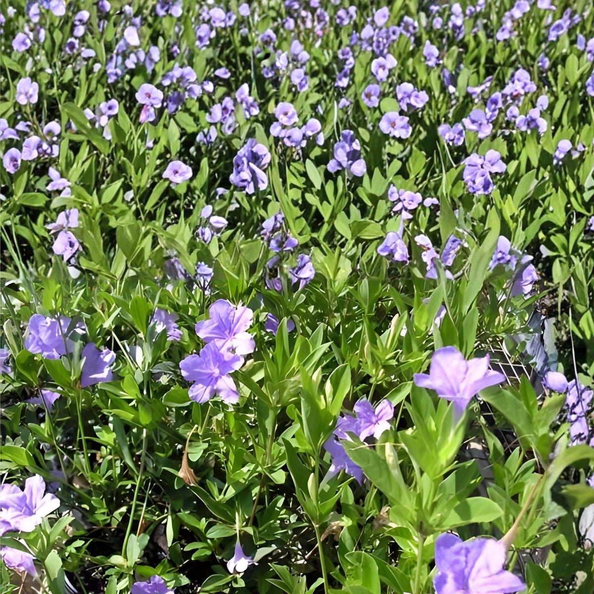 Carolina Wild Petunia Live Plants 2-Pack | Native Lavender Flower | Ruellia caroliniensis | Rare Garden Plants