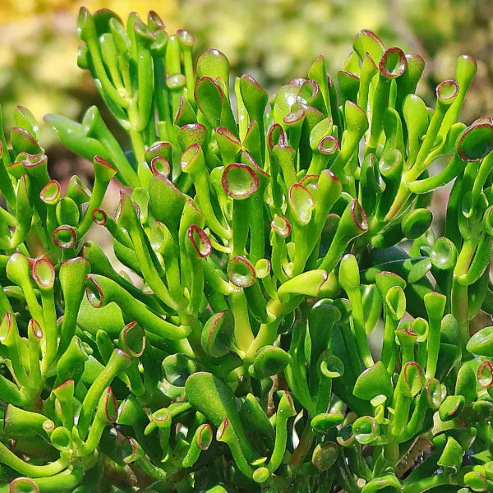 4" Unrooted Hobbit Jade Succulent Cutting - Crassula Ovata 'Gollum' - Unique Finger Jade Plant for Indoor Gardening