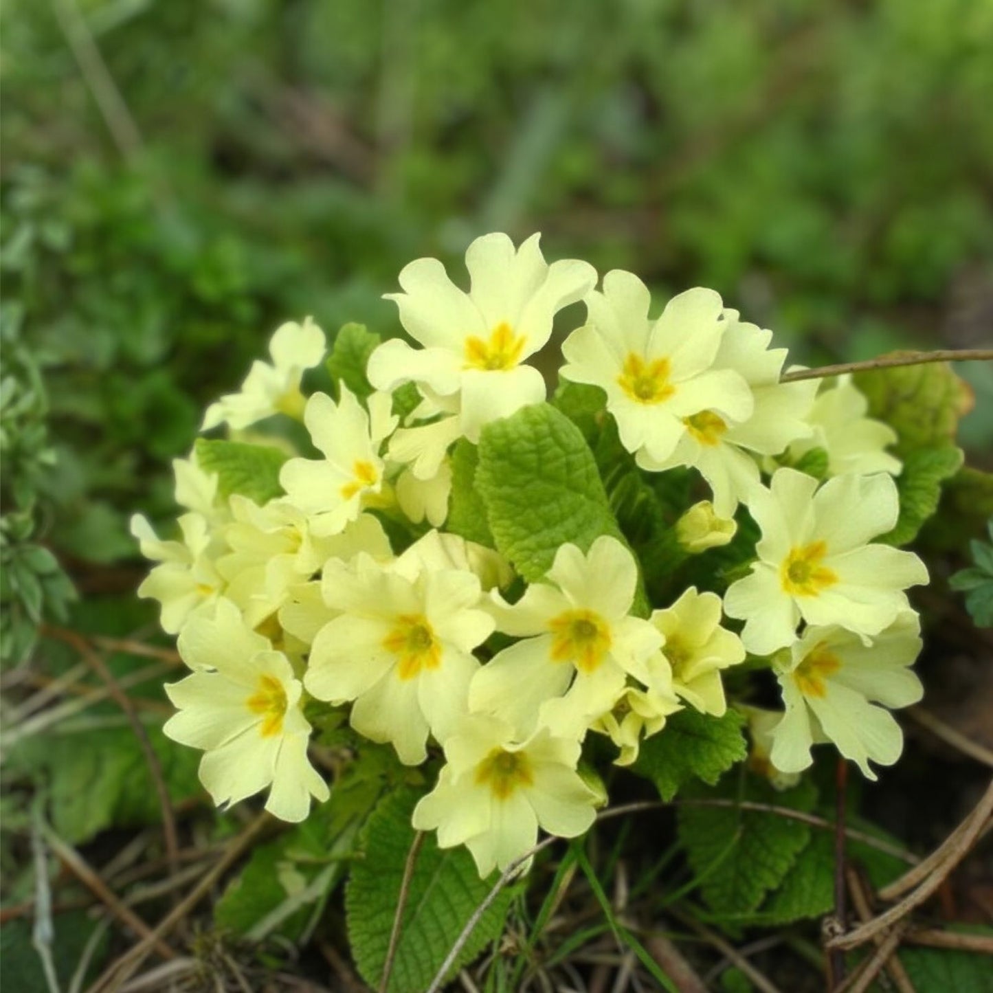 Primrose Seeds Bulk 125+ Flower Seeds Annual Garden Plant Primula vulgaris