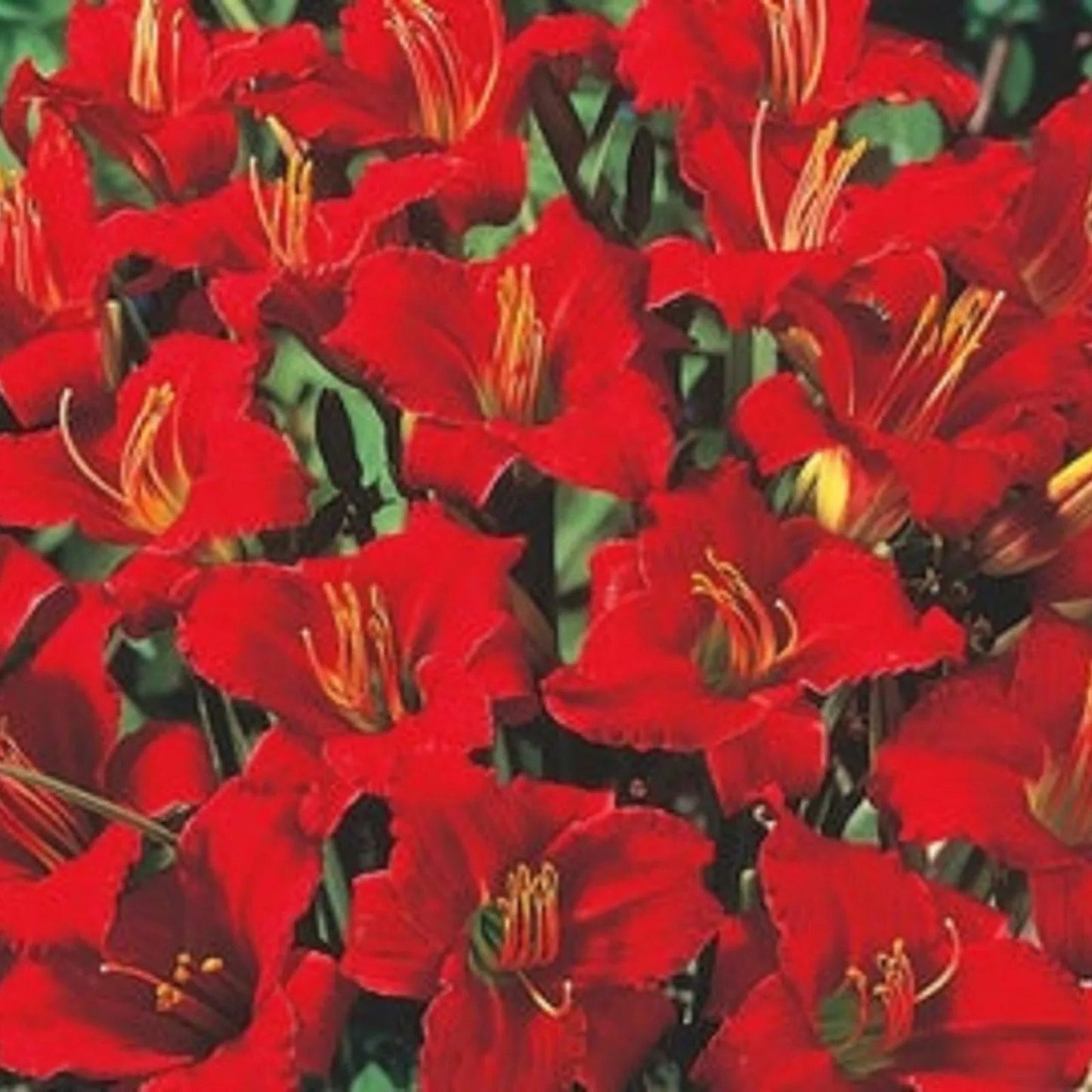 Mixed Daylily Bareroot Plants - 5 Varieties, Hemerocallis, Flowering Perennials, Garden Plants, Free Shipping