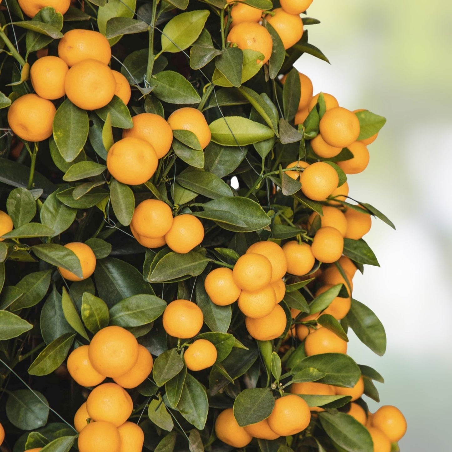 Orange Giant Citrus Cutting 6-inch | Citrus × sinensis | Indoor Plant for Home Decor