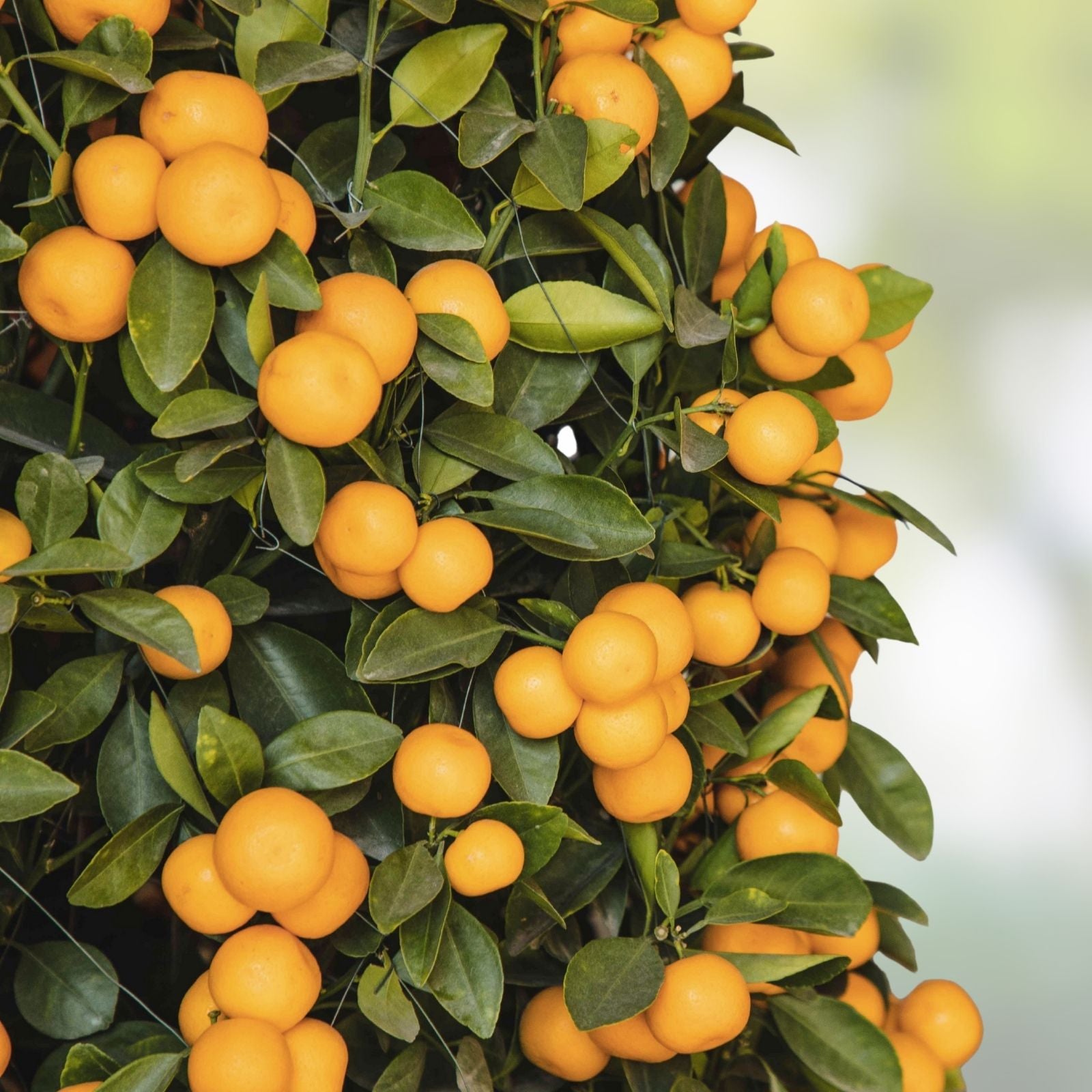 Orange Giant Citrus Cutting 6-inch | Citrus × sinensis | Indoor Plant for Home Decor