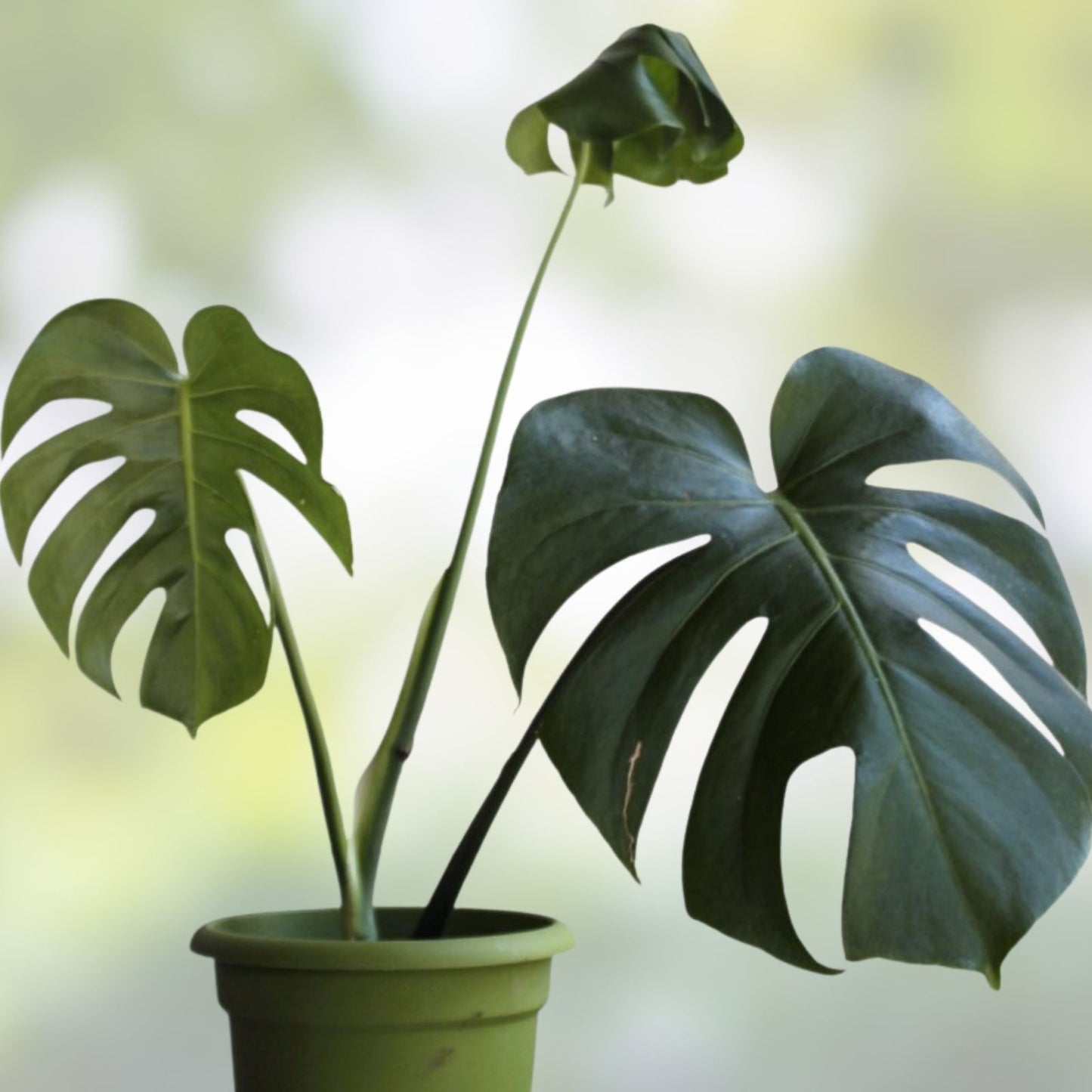 RDB Cutting 8+ Inch Monstera Deliciosa Propagation Plant with 3 Nodes Rare Houseplant