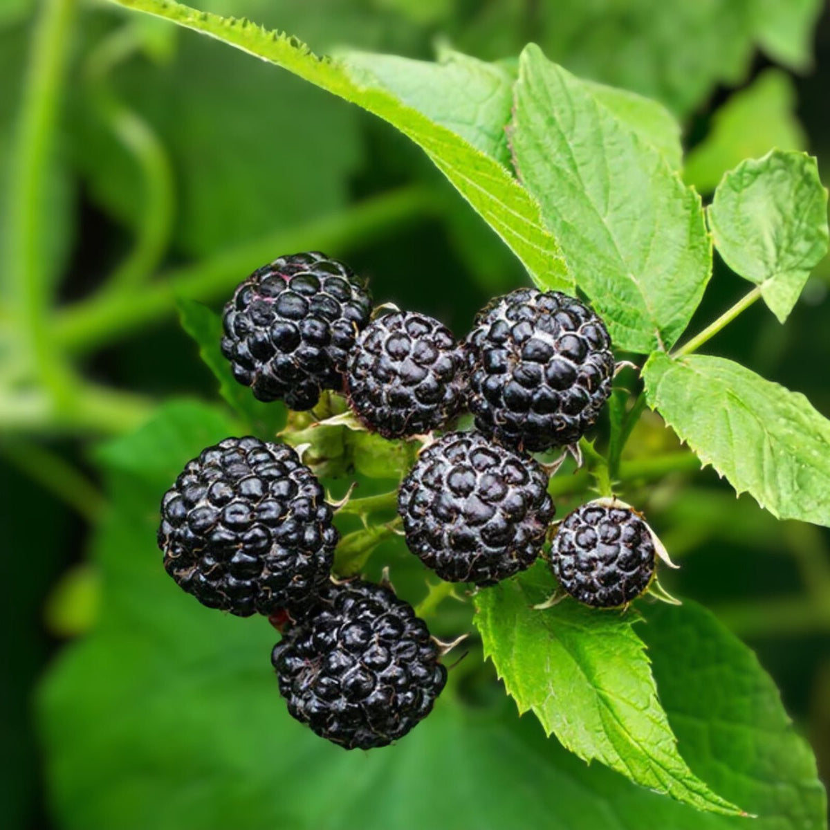 Cumberland Black Raspberry Plants - 3 Bare Root 1-2 Year Old - Rubus occidentalis - Disease Resistant, Sweet-Tart Flavor