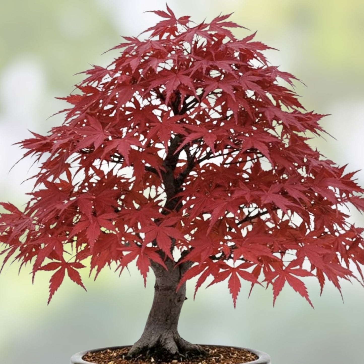 Red Japanese Maple Bonsai Seeds - 20 Pack, Acer palmatum, Ornamental Dwarf Tree for Indoor and Outdoor Garden Cultivation