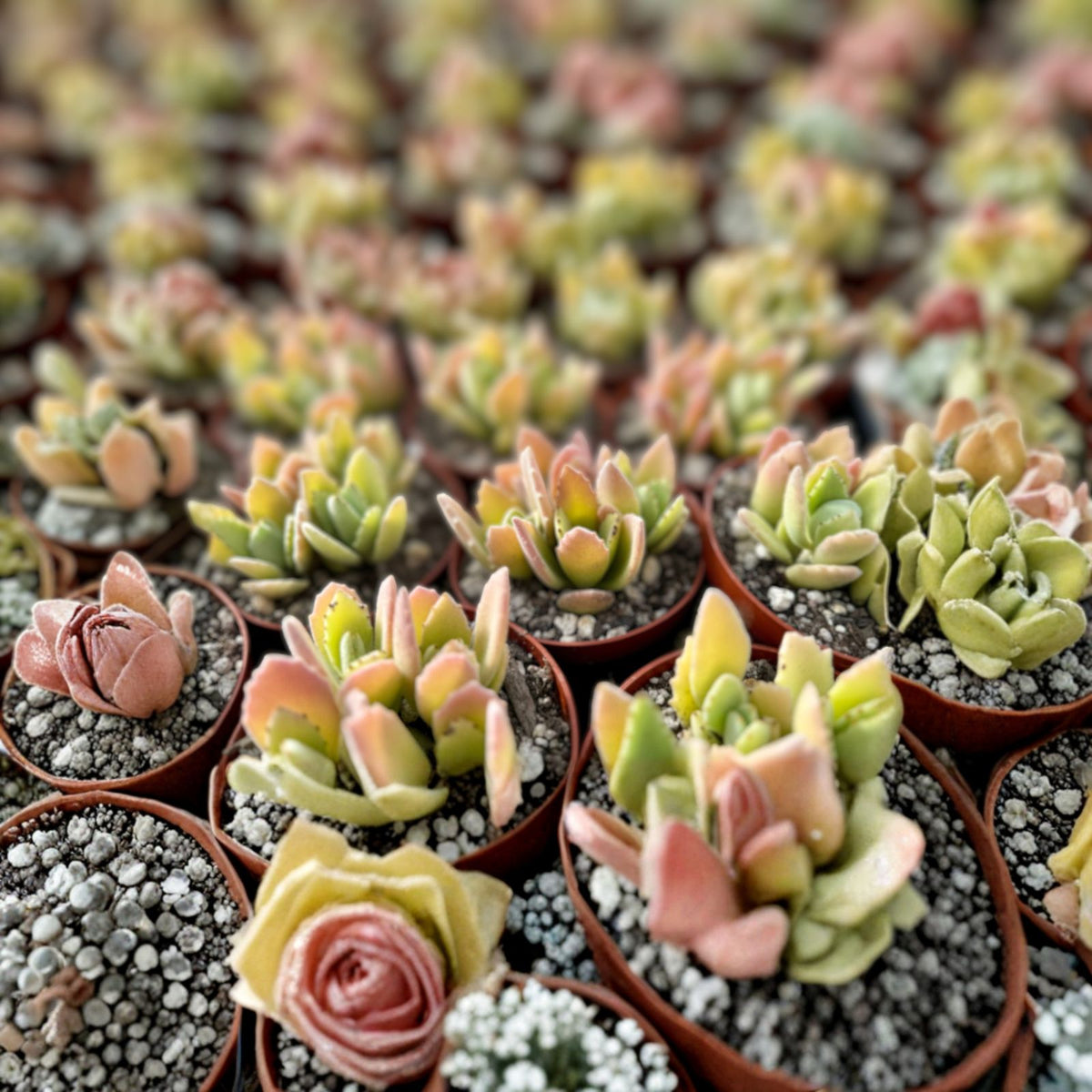 Kalanchoe Millotii Succulent Plant | 2.5" & 4" Pots | Rare Pink Succulent with Silver Green Velvety Leaves