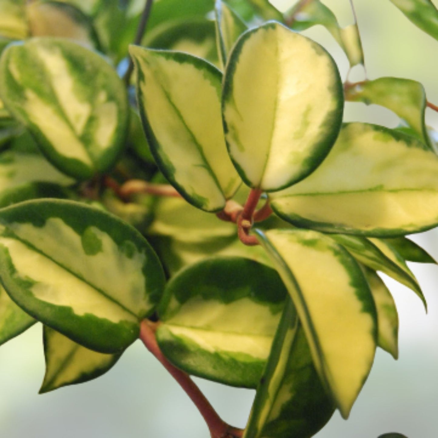 Hoya Carnosa Wax Plant Rooted Start with Variegated Cream & Green Leaves - Hoya carnosa 'Rubra'