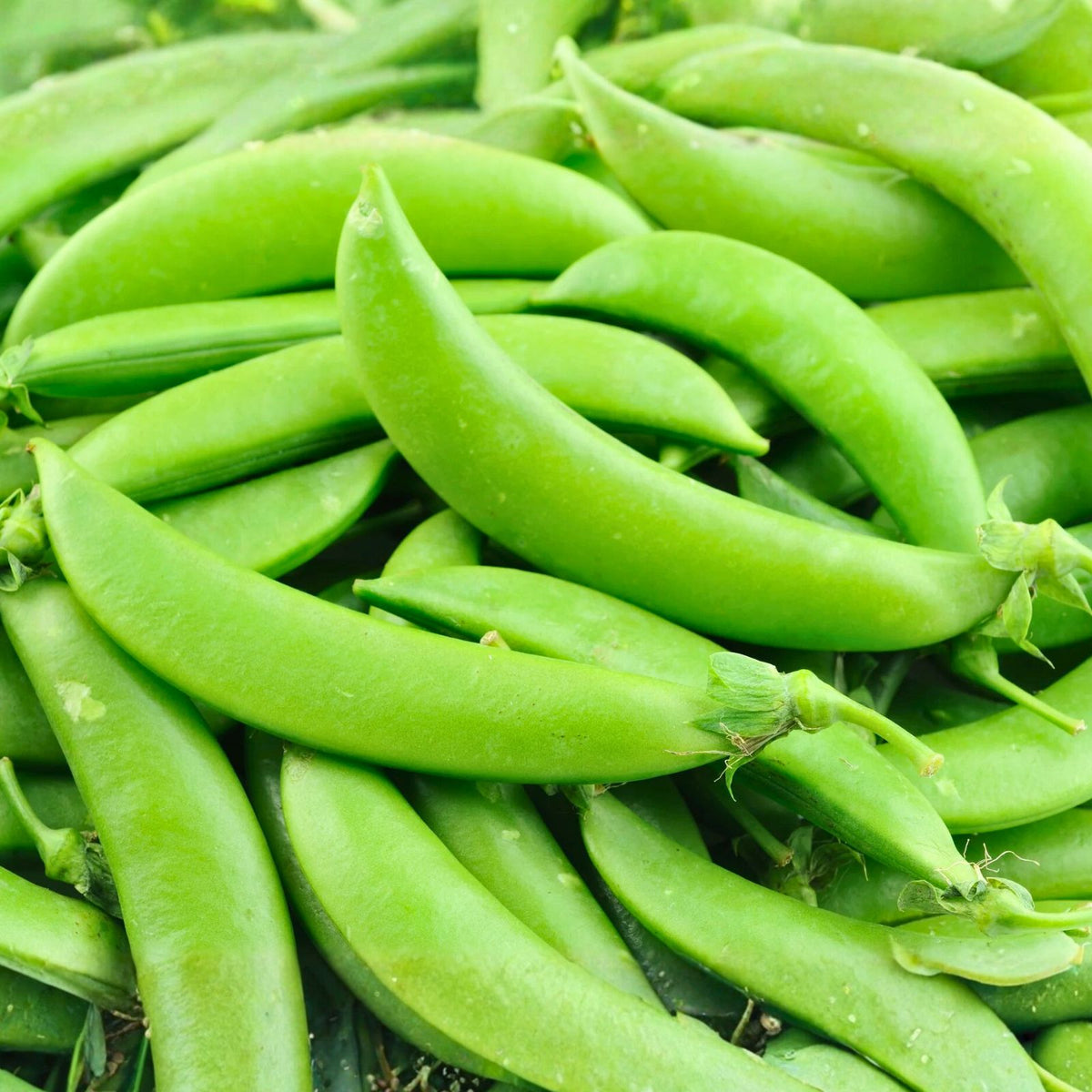 Sugar Daddy Snap Peas Seeds, Heirloom Variety, 100+ Seeds for Edible Garden, Perfect for Salads and Snacks, Pisum sativum