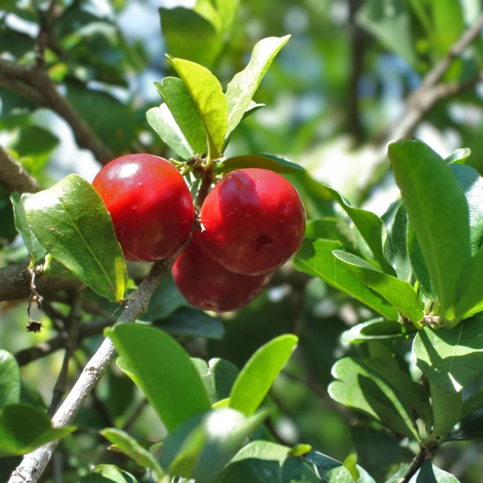 Barbados Cherry Tree Live Starter Plant 5-Pack - Malpighia emarginata - Edible Fruit, Tropical Shrub, Fast Growing