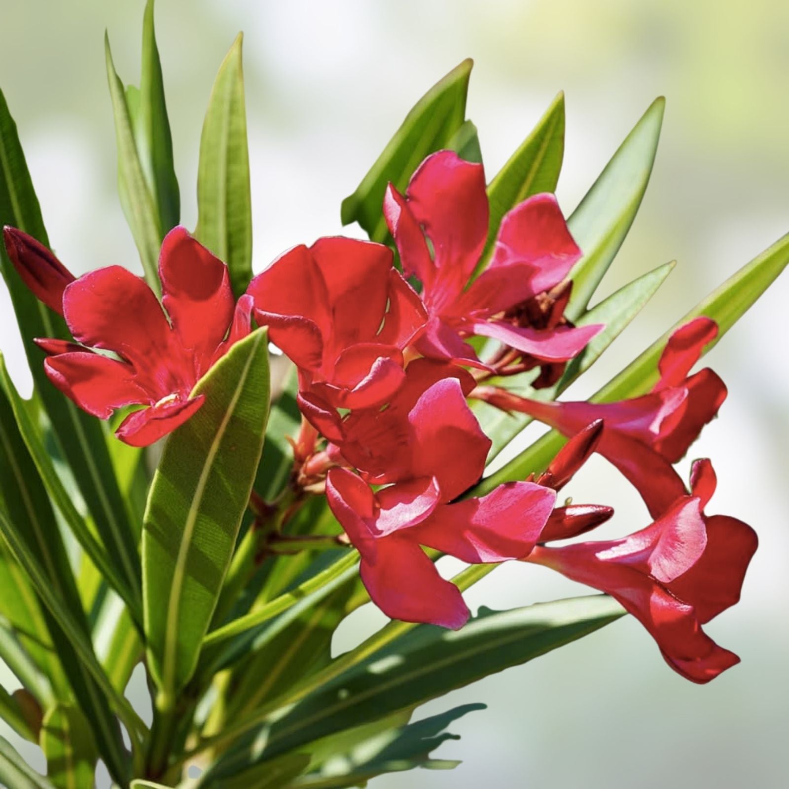 Oleander Live Plants 2,5" Nursery Cubes Red Variety Nerium oleander Jannoch