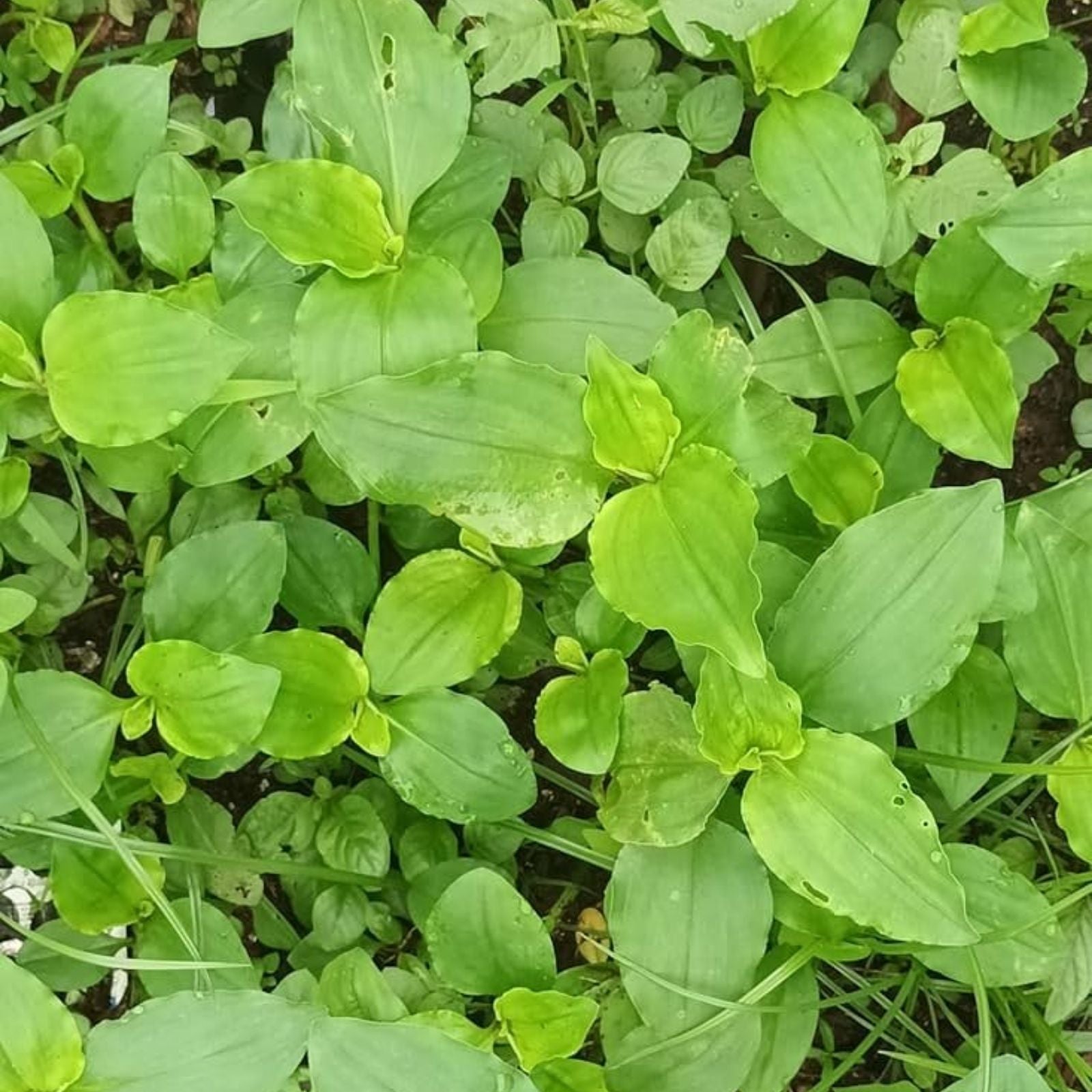 Commelina Diffusa Cuttings 7 Inches - 15 Live Tropical Ground Cover Plants - No Soil - Easy to Grow, Low Maintenance