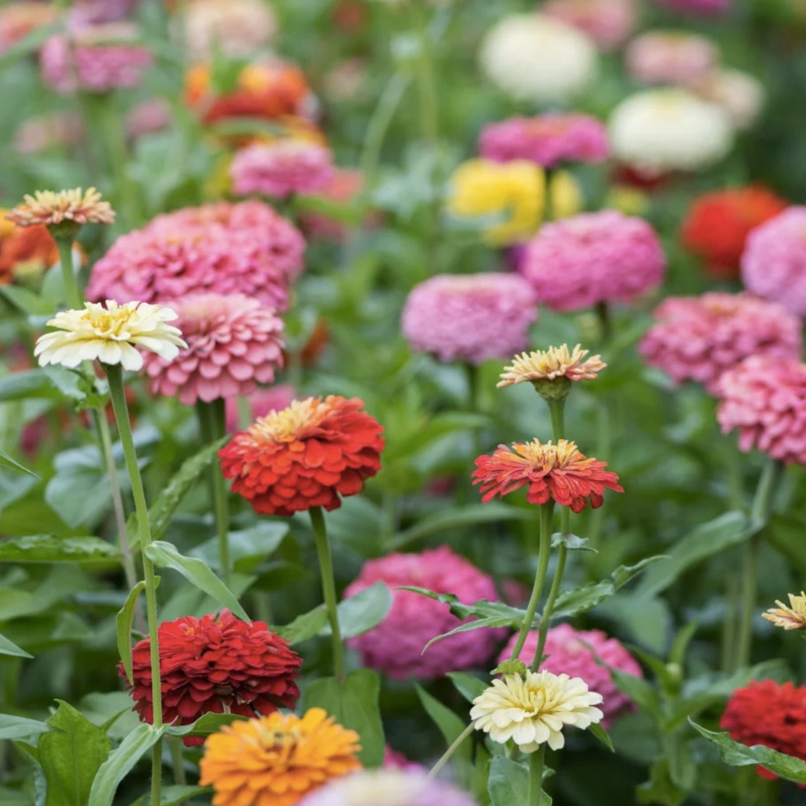 California Giant Zinnia Seeds 50 Count | Vibrant Zinnia elegans Flower Seeds | Bright Colorful Annual Garden Plants