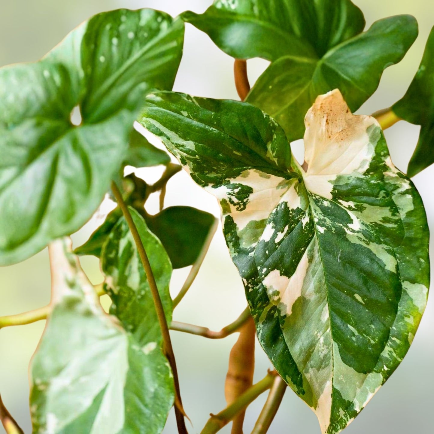 Syngonium Albo Cuttings | White Variegated Arrowhead Plant | Live Houseplant Clippings | Syngonium podophyllum