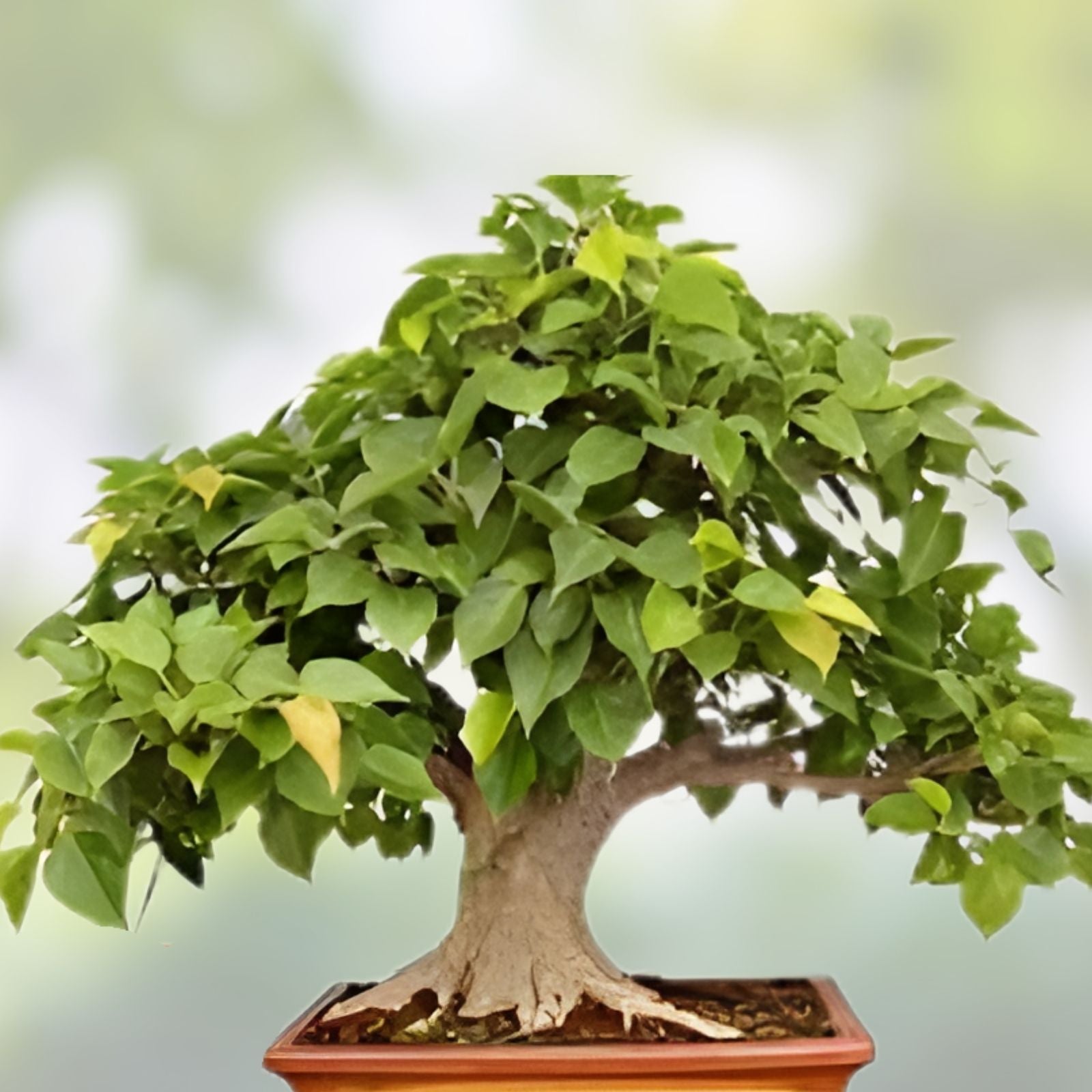 Sacred Fig Bonsai Tree Seeds – 25+ Ficus Religiosa Seeds for Gardening, Planting, and Indoor Decor