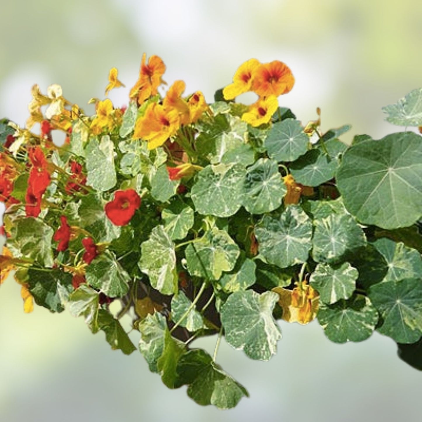 Edible Flower Seed Mix 100 Organic Seeds Colorful Varieties USA Grown Edible Flowers for Gardening and Cooking