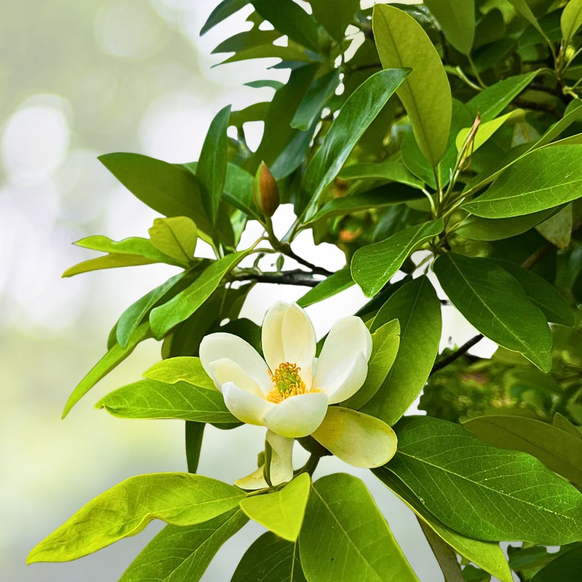 Sweetbay Magnolia Tree Quart Pot - Hardy Fragrant Variety (Magnolia virginiana) - Ideal for Gardens and Landscaping