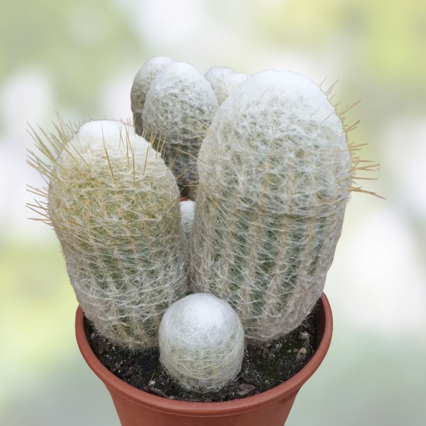 Espostoa lanata Plant 3,5" Old Man of the Mountain Cactus Unique Desert Succulent #125W