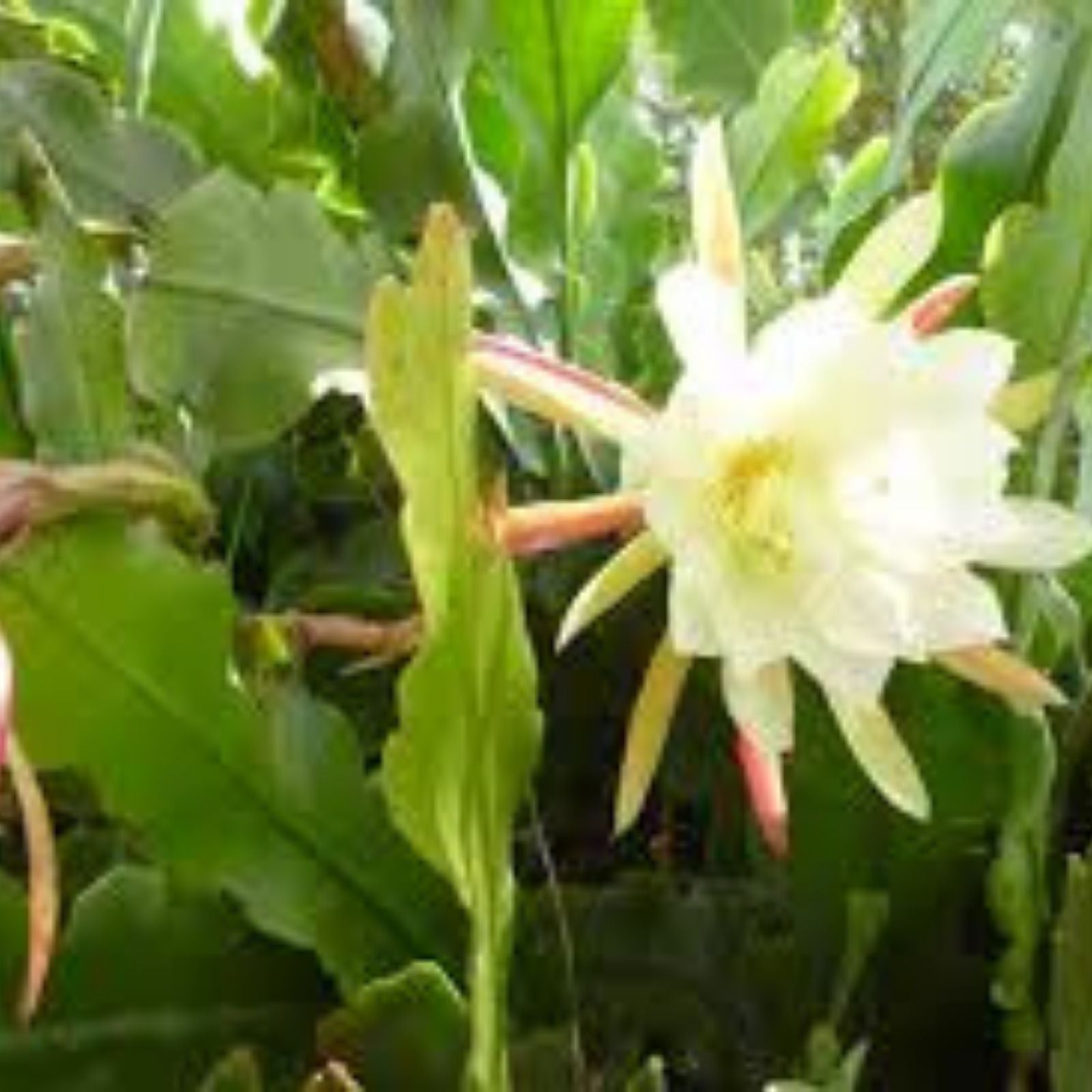 Night Blooming Cereus Cutting 10-12 Inches | White Epiphyllum oxypetalum Cactus Plant | Rare Blooming Succulent