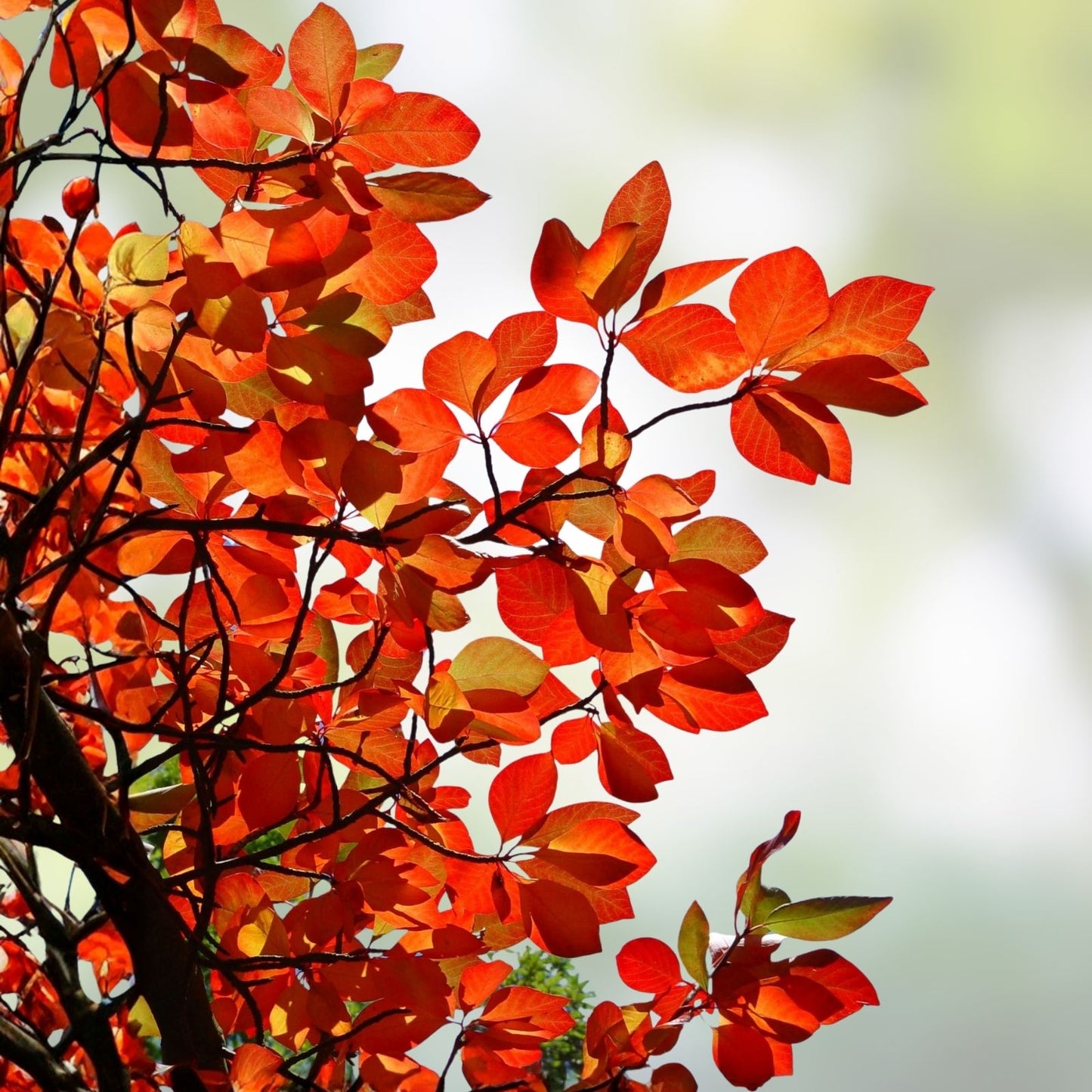Blackgum Tree Live Plant 12-24 Inches Bare Root Nyssa sylvatica Native Shade Tree with Vibrant Fall Color