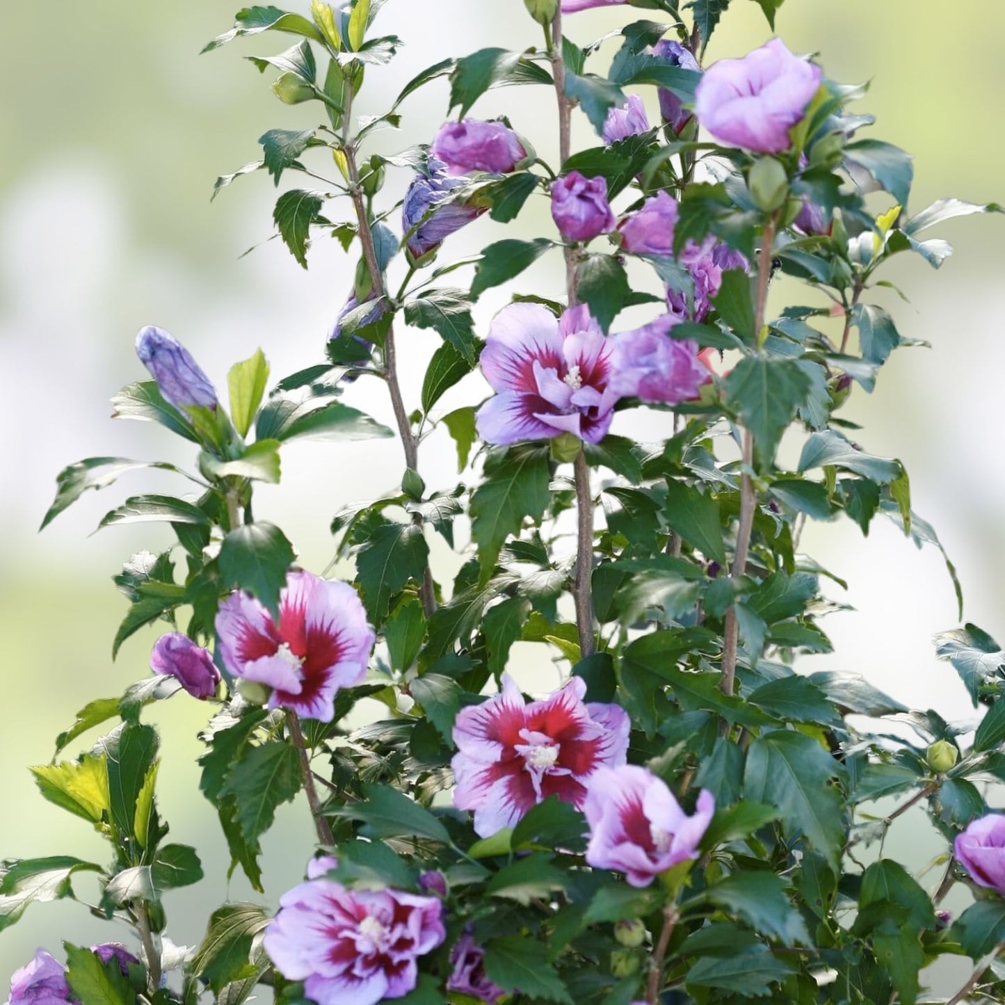 Live Plant Starter Bush Tree – Double Purple Rose of Sharon Hibiscus Althea, 6" to 1' Tall, Ornamental Shrub, Garden Plant