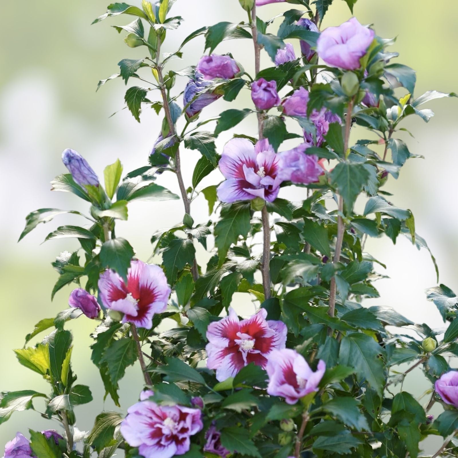 Live Plant Starter Bush Tree – Double Purple Rose of Sharon Hibiscus Althea, 6" to 1' Tall, Ornamental Shrub, Garden Plant