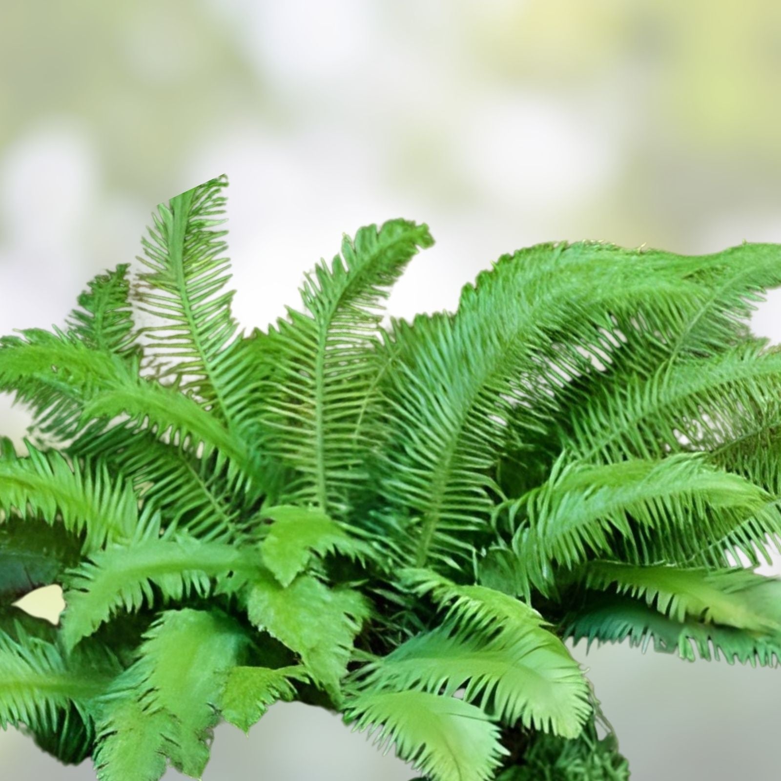 Sword Fern Starter Plant - Kimberly Fern - Ostrich Fern - Nephrolepis exaltata - Indoor Fern Plant for Shade and Humidity
