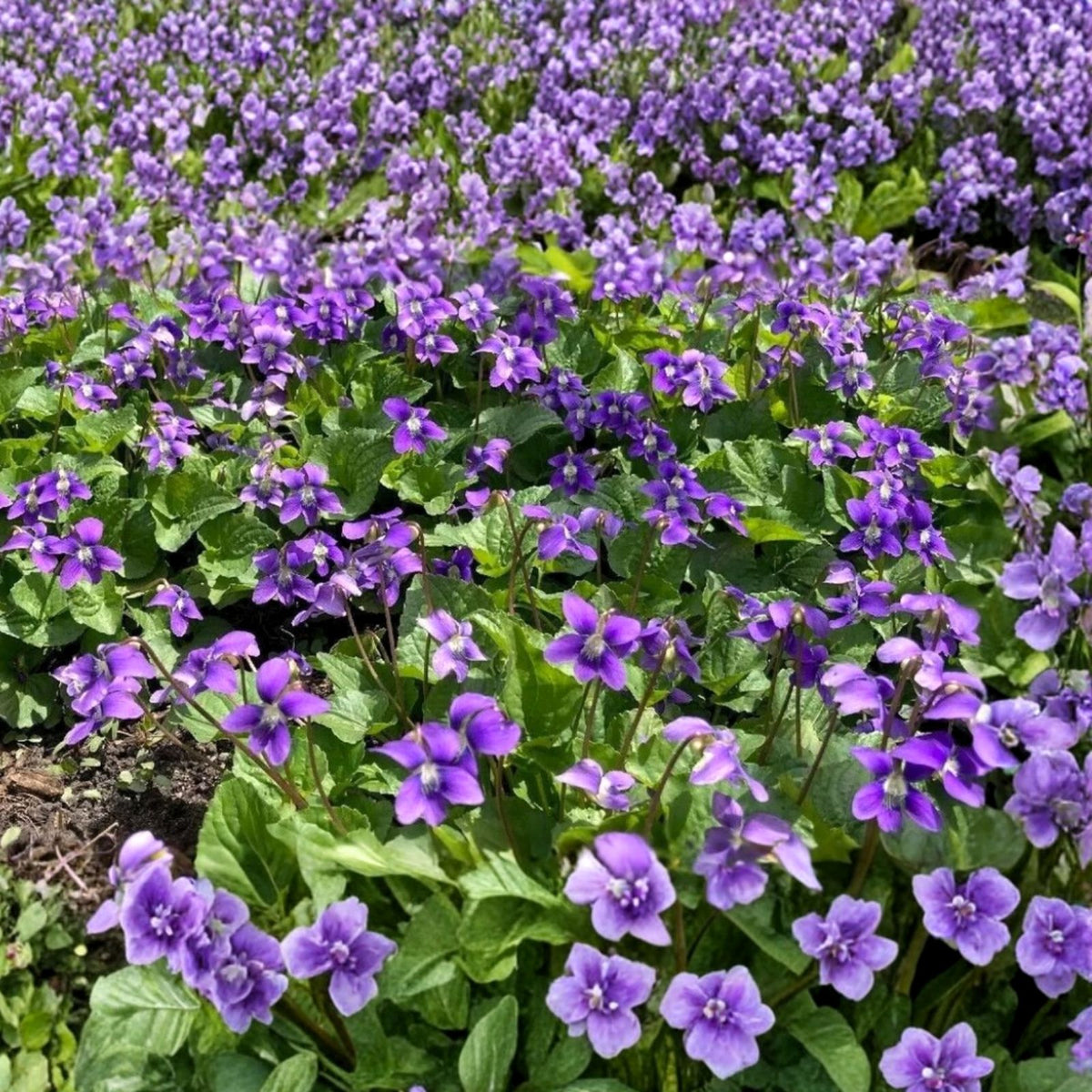 Purple Wild Violet Rhizomes 30+ Organic Bareroot Viola Perennial Edible Herbaceous Plant