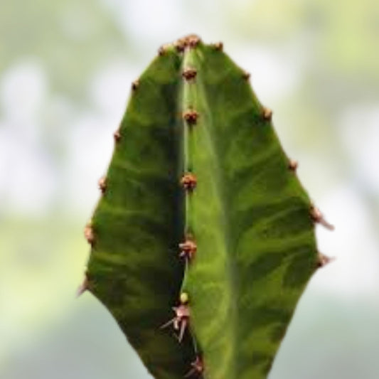 Euphorbia 'Watusi' Cutting - Rare Bill Baker Hybrid Succulent - Unique Houseplant for Collectors
