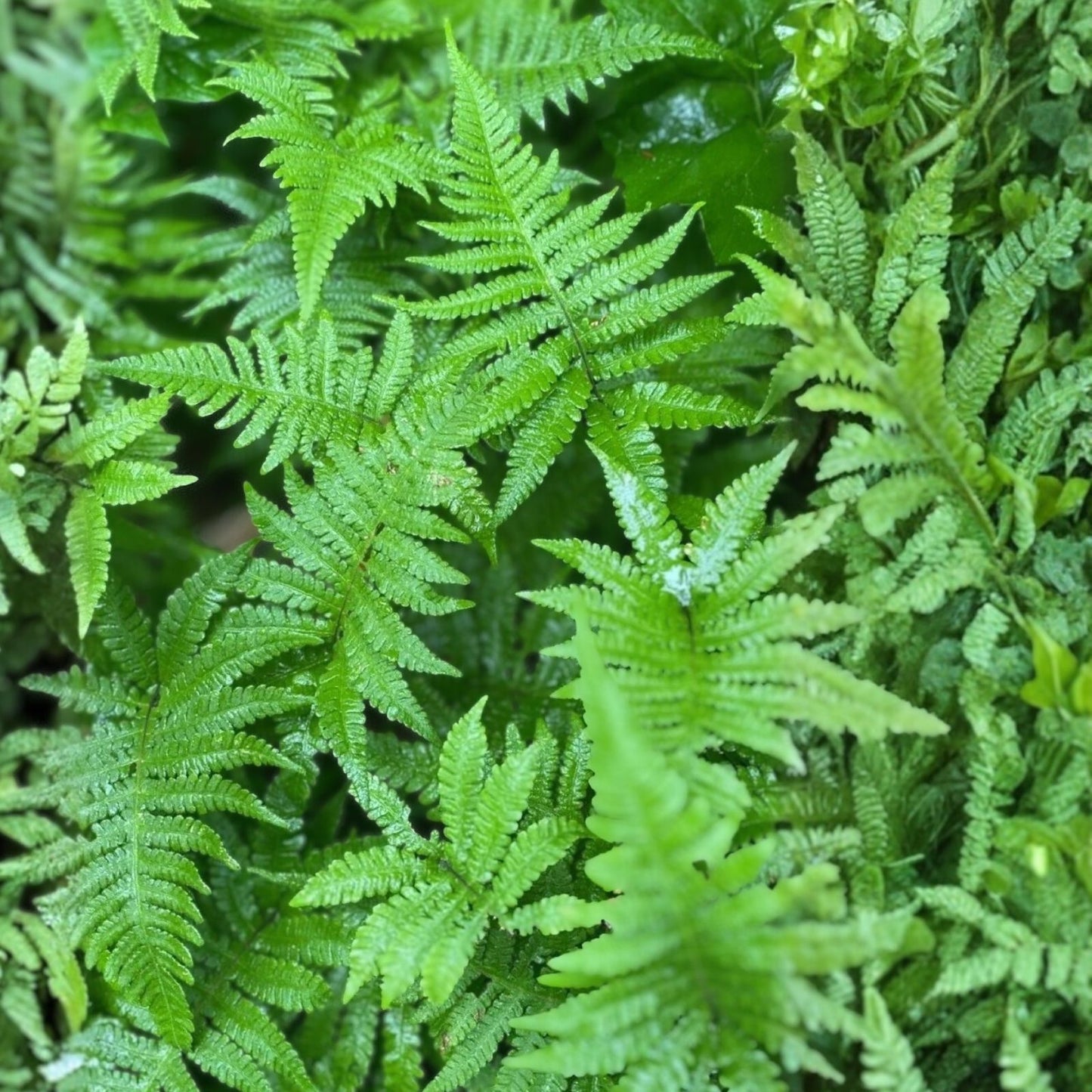 Long Beech Fern Live Plants 5-Pack | Rare Native Phegopteris connectilis | Southern Alabama Folklore Fern