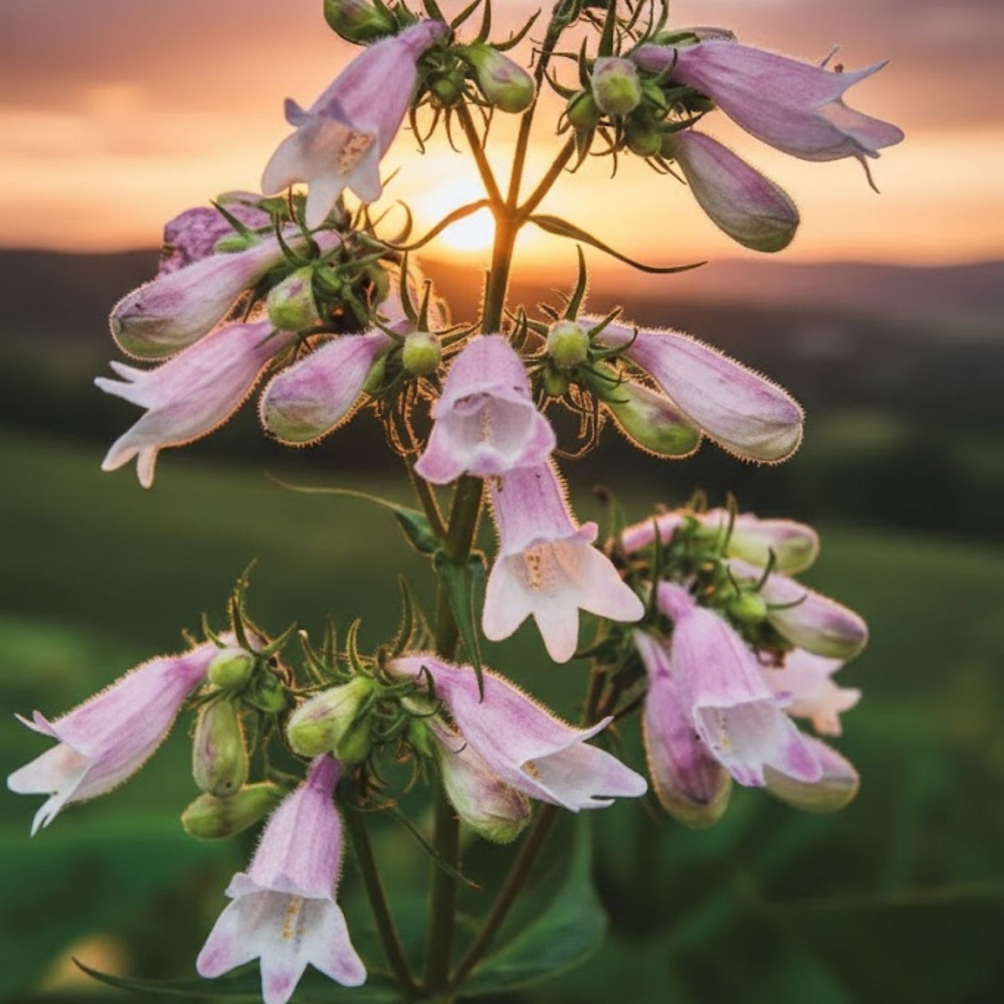 Calico Beardtongue Seeds 50 Pack - Penstemon calycosus Native Wildflower, Colorful Perennial Garden Plant Seeds